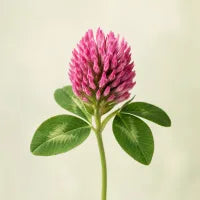 Red Clover