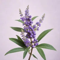 Chasteberry